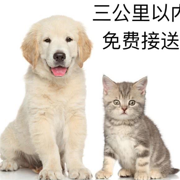 大白宠物馆:苏州市姑苏区万达广场附近