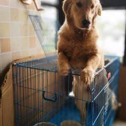 波姆狗狗:苏州市姑苏区万达广场附近