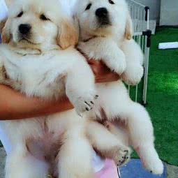 劲松犬舍:北京城区通州区宋庄附近