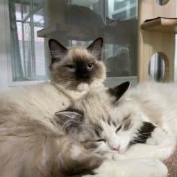 猫酱家CFA布偶猫舍:北京城区通州区宋庄附近