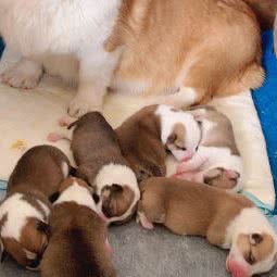 柯基博美之家:北京城区通州区宋庄附近