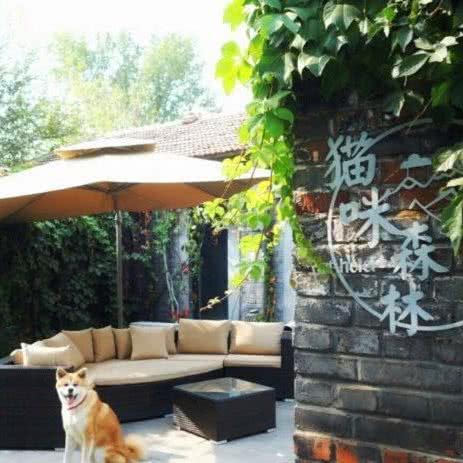 猫咪森林·庭院式宠物寄养酒店:北京城区通州区宋庄附近