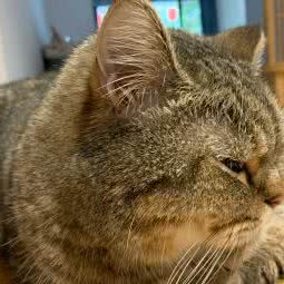 大脸猫宠物:苏州市姑苏区留园/来客茂生活广场附近