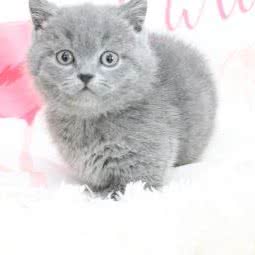 喵喵喵萌宠:苏州市姑苏区景德路沿线附近