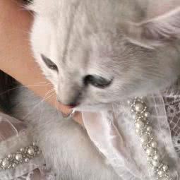 邻家萌宠:北京城区通州区马驹桥附近