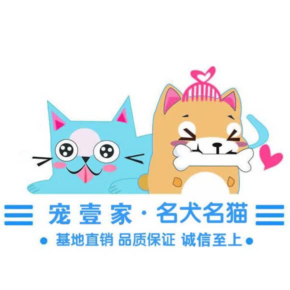 宠壹家·名犬名猫直营:北京城区朝阳区三里屯/工体附近