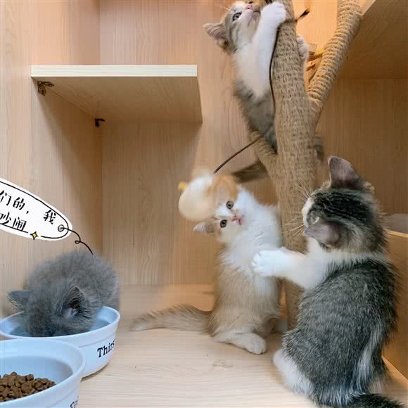 西米狗狗生活馆:苏州市姑苏区苏州火车站附近