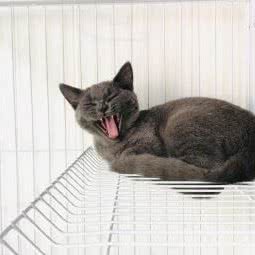 圣宠狗狗:苏州市姑苏区虎丘景区附近