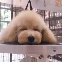 Pet House宠屋专业萌宠护理寄养:苏州市姑苏区虎丘景区附近