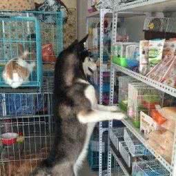 兴宠宠物:北京城区通州区马驹桥附近