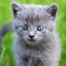 逗逗屋宠物(港务路店):苏州市姑苏区桐泾公园附近