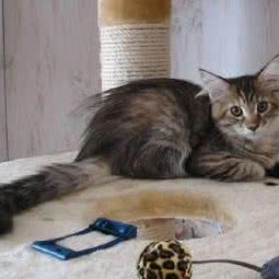 麦萌猫舍:苏州市姑苏区桐泾公园附近