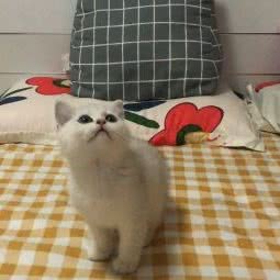 洛麻の私宠(姑苏区店):苏州市姑苏区娄门附近