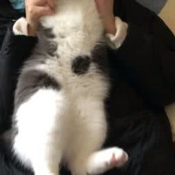 御赐宠物:苏州市姑苏区江星商业广场附近