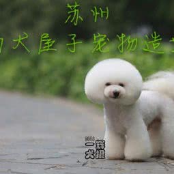 尚犬屋子:苏州市姑苏区阊胥路沿线附近