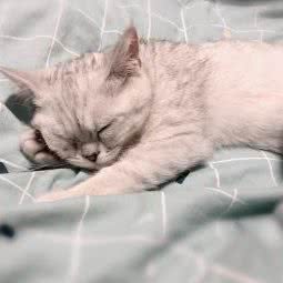 萌宠小栈(马驹桥店):北京城区通州区马驹桥附近