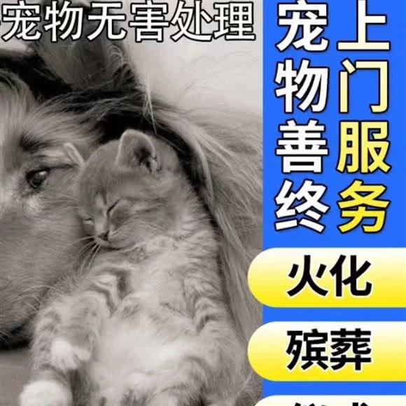 藏福天宠 宠物无害化处理殡葬火化:苏州市姑苏区西城永捷/艾美附近