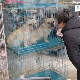 萌宠:苏州市姑苏区葑门附近