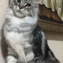 欧奕柴犬·缅因猫专卖(三里屯店):北京城区朝阳区三里屯/工体附近