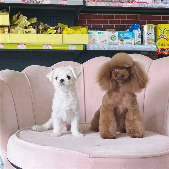 小宠迷·狗狗生活馆:北京城区通州区马驹桥附近