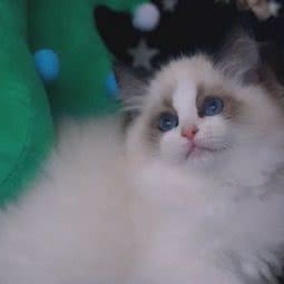 yaphets布偶猫舍:苏州市吴江区盛泽镇附近