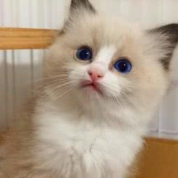 LZXQ布偶猫舍:北京城区通州区马驹桥附近