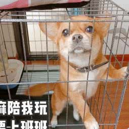 小叮当宠物诊所:苏州市常熟市虞山镇附近