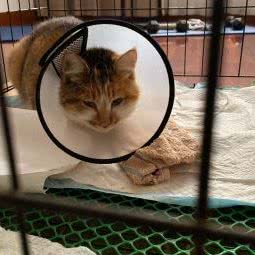 康乐宠物医院:苏州市常熟市虞山镇附近