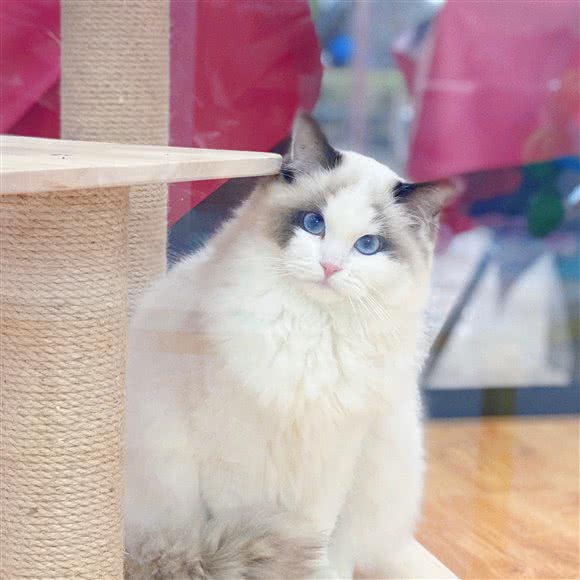 萌兽星球宠物生活馆:苏州市张家港市杨舍镇附近