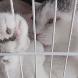 喵星阁:苏州市张家港市杨舍镇附近