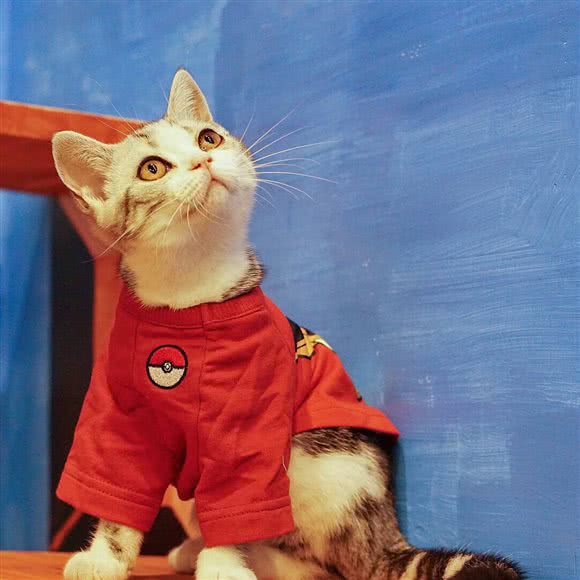 喵匠猫咪宠物店:苏州市张家港市杨舍镇附近