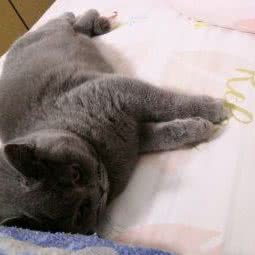 京宏宠物医院连锁机构挚康动物医院:北京城区通州区马驹桥附近