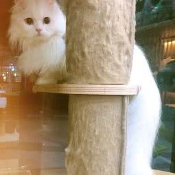 御狗屋生活馆:苏州市张家港市杨舍镇附近