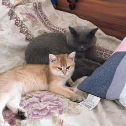 猫腻儿猫舍:北京城区通州区西集附近