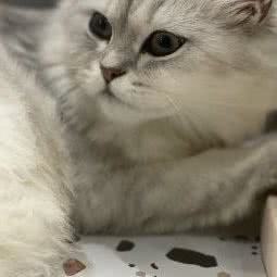 猫·悦猫咪生活馆:苏州市昆山市玉山镇附近