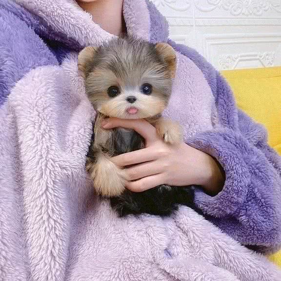 恩宠一生宠物大卖场:北京城区朝阳区三里屯/工体附近