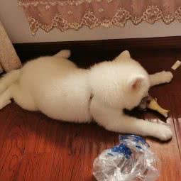 HiPet嗨宠宠物生活馆:苏州市昆山市玉山镇附近