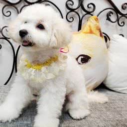 爱猫狗的屋:苏州市昆山市玉山镇附近