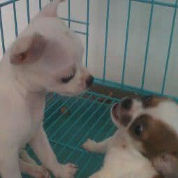 万千宠爱:苏州市昆山市玉山镇附近