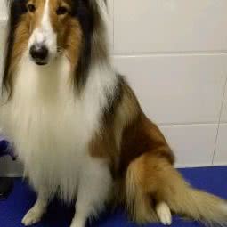 尚佳美宠物:苏州市昆山市玉山镇附近