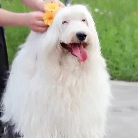 宠物当家(中华园路店):苏州市昆山市玉山镇附近