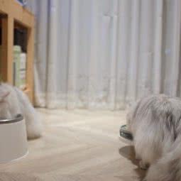 帅帅狐宠物美容(万象汇店):苏州市昆山市玉山镇附近