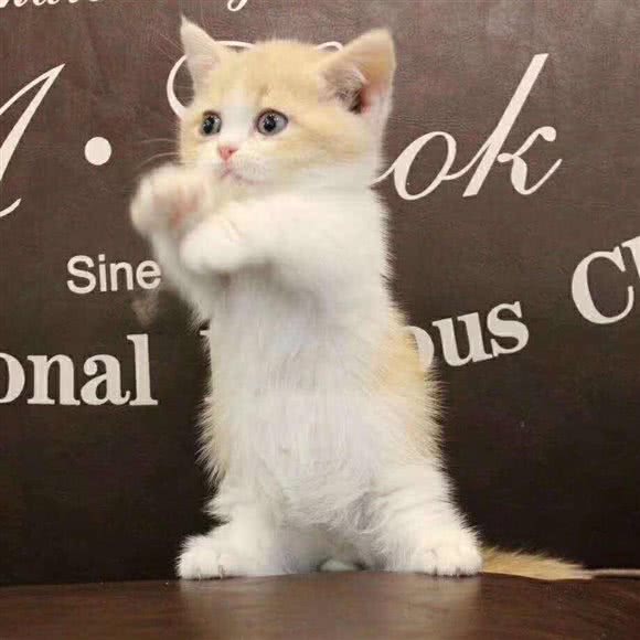 My宠物生活馆(东方丽池店):苏州市昆山市玉山镇附近