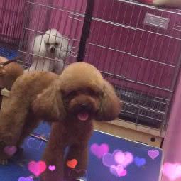 波波宠物:北京城区通州区次渠附近