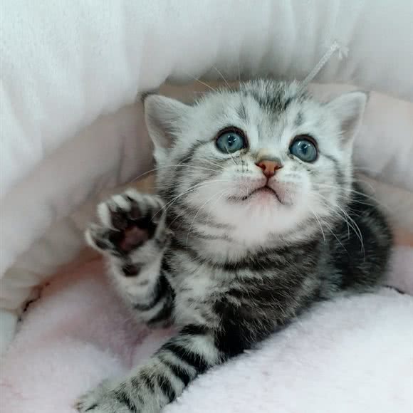 甜心宠物(长江中路店):苏州市昆山市玉山镇附近