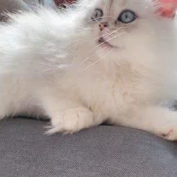 销巴宠物生活馆:苏州市昆山市玉山镇附近