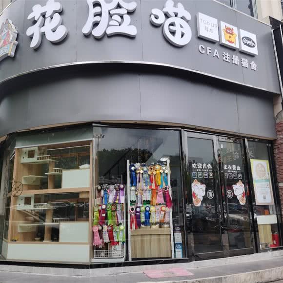 花脸猫:苏州市昆山市玉山镇附近