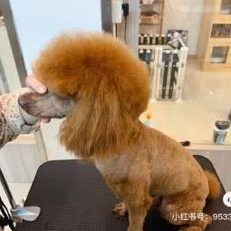 呆星人宠物生活馆:苏州市昆山市开发区附近