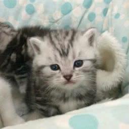 云朵宠物工作室:苏州市昆山市开发区附近