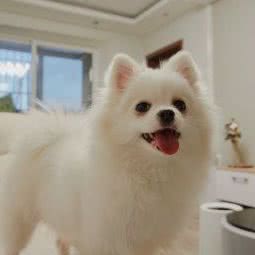 坨坨家家庭式寄养:北京城区通州区次渠附近